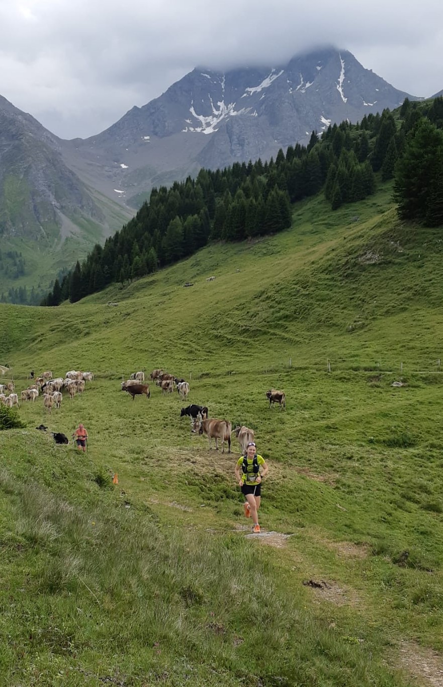 Ursina auf der Alp Tscharnoz